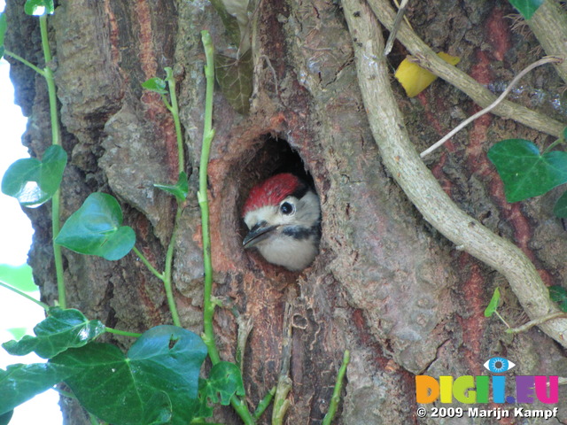 SX06532 Lesser spotted woodpecker - juvenile peaking out hole in tree(Dendrocopos minor)
